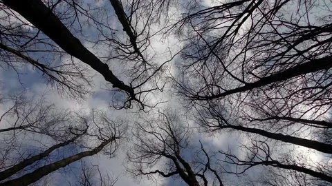 Trees and sky Stock Footage 74873095