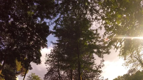 Trees and Sky Stock Footage 76203418