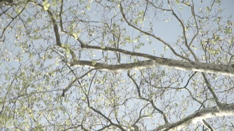 Trees and the sky Vídeos de archivo 94120316