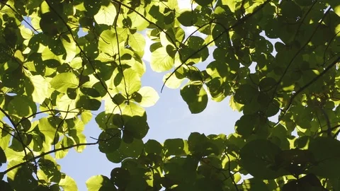 Trees and sky Stock Footage 99118413