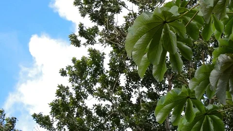 Trees and sky Stock Footage 99118418