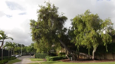Trees and Sky Stock Footage 104795976