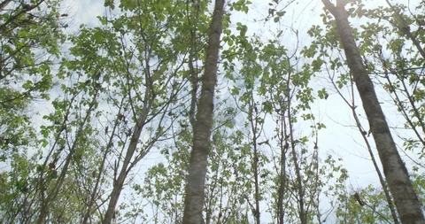 Trees and sky Stock Footage