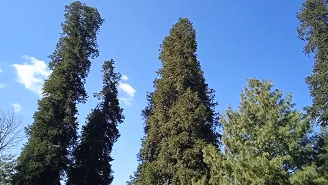 Trees and  sky Video stock 147668666