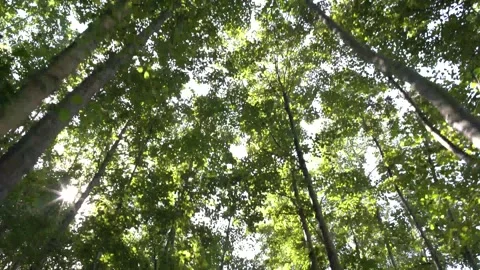 Trees and Sky Stock Footage 204018809