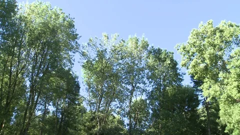 Trees and sky in the forest Stock Footage 86875582