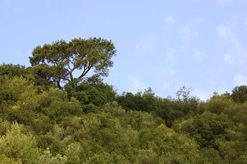 Trees and sky in the forest Stock-Fotos