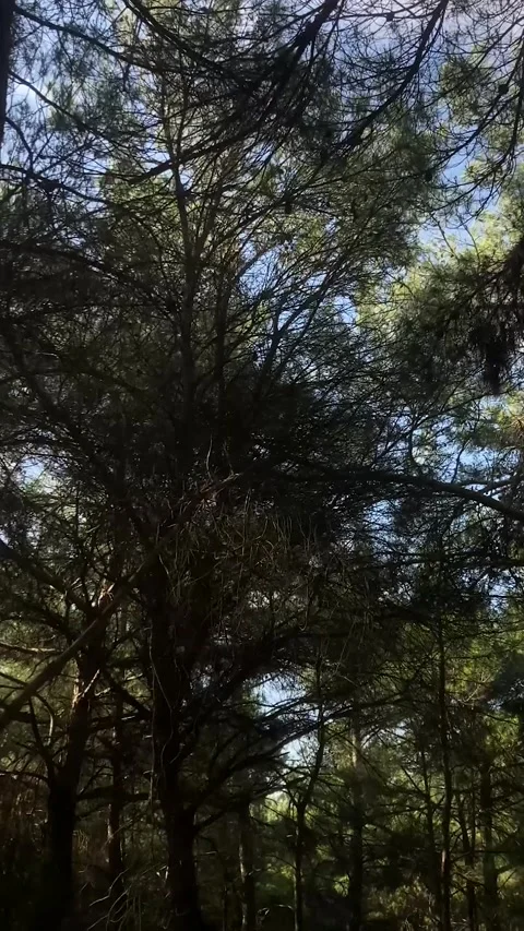 Trees and the Sky in the Forest with Slowmotion (Vertical) Stock Footage 252068857