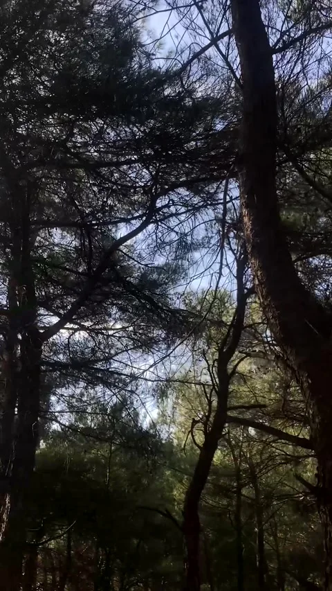 Trees and the Sky in the Forest (Vertical) Stock Footage 252068818