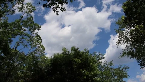 Trees and Sky in Japan Stock Footage 158790158
