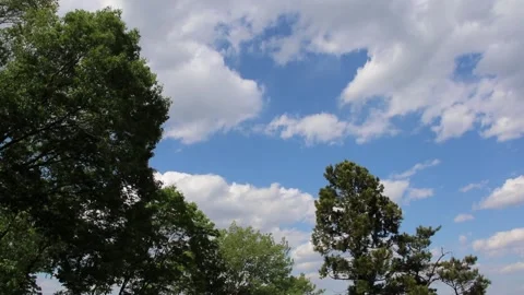 Trees and Sky in Japan Stock Footage 158790436