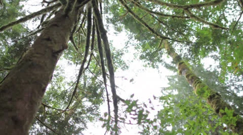 Trees and Sky in lush forest Stock Footage 23426625