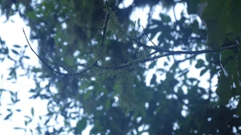 Trees and sky in Monteverede Costa Rica, audio of birds calling, tripod shot Vídeo Stock 98542003