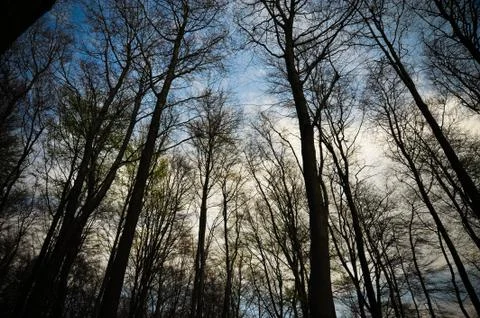Trees and sky Stock Photos