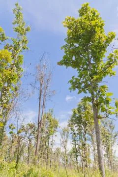 Trees and sky Stock Photos