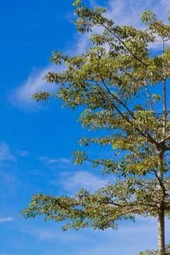 Trees and sky Stock Photos