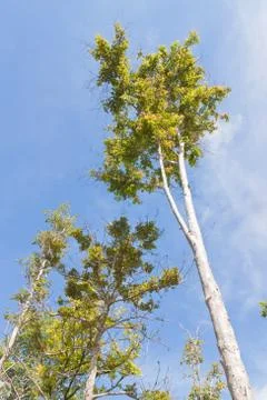 Trees and sky Stock Photos