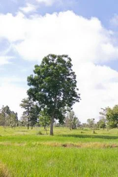 Trees and sky Foto stock