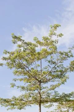 Trees and sky Stock Photos