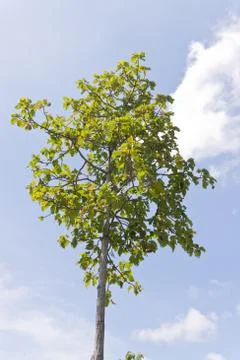 Trees and sky Stock Photos