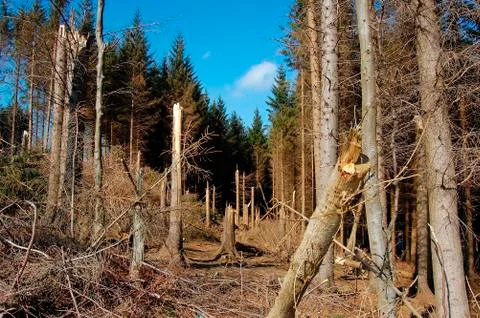 Trees and sky Stock Photos