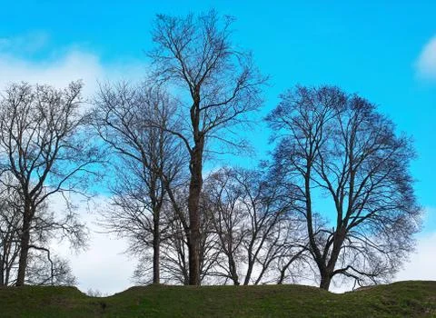 Trees and sky. Stock Photos