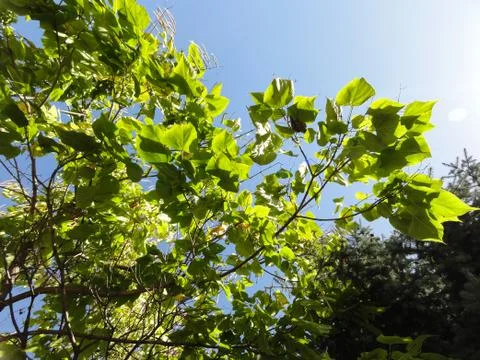 Trees and sky Stock Photos