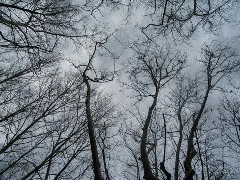 Trees and sky Stock Photos
