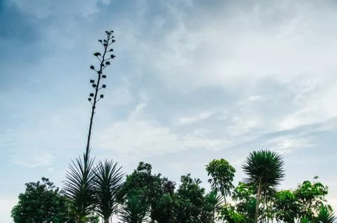 Trees and sky Stock Photos