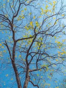 Trees and sky Stock Photos
