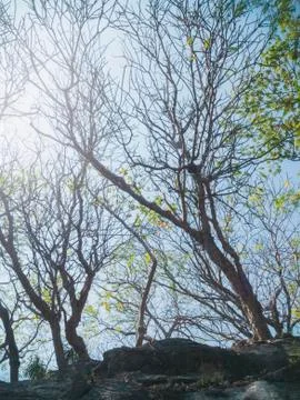 Trees and sky Stock Photos