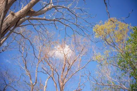 Trees and sky Stock Photos
