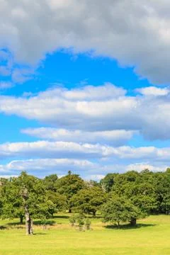 Trees and Sky Stock Photos