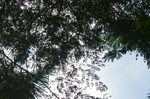 Trees and the sky Stock Photos