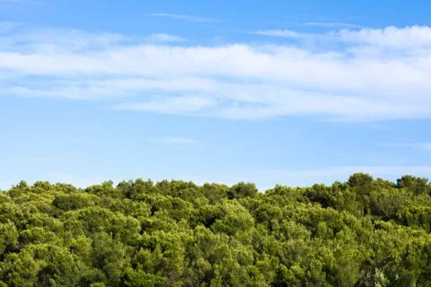 Trees and Sky Stock Photos