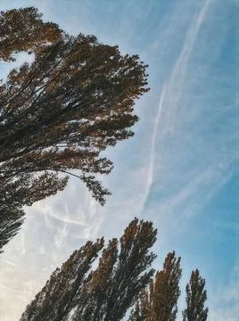 Trees and sky Stock Photos