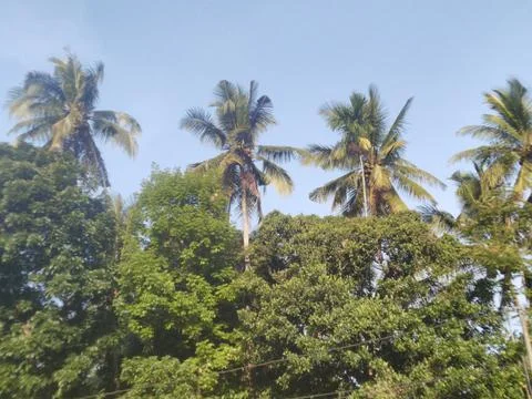 Trees and Sky Stock Photos