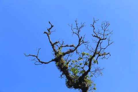 Trees and Sky Foto stock
