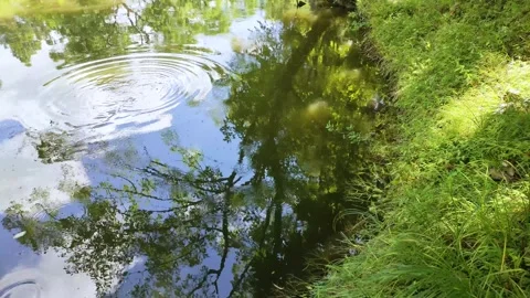 Trees and sky reflected in the pond in a park in Japan Stock Footage 316505963