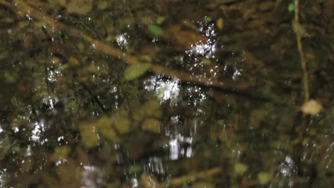 Trees and sky reflected on a small creek 库存影片 89778698