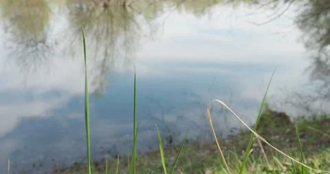 Trees and sky reflecting on the surface of the lake and grass in the foreground Stock-Footage 236647650