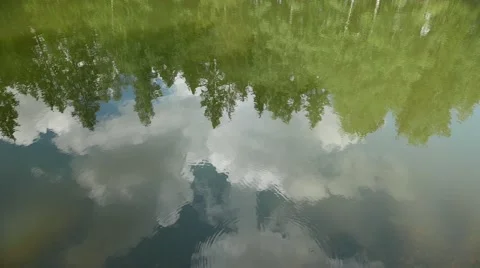 Trees and sky reflection in calm forest pond 4k Stock Footage 54518189