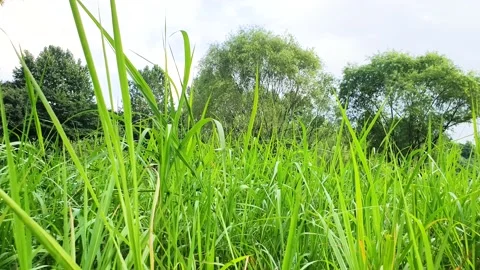 Trees and sky seen through the grass Stock Footage 145712805