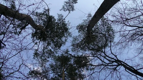 Trees and sky slow motion Video stock 74870637