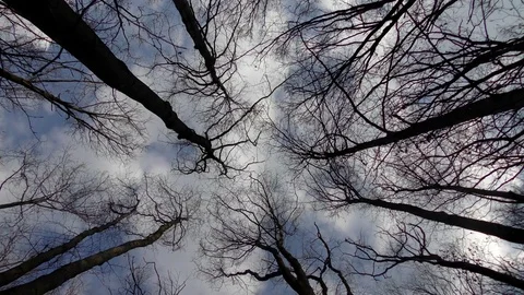 Trees and sky slow motion Video stock 74871845