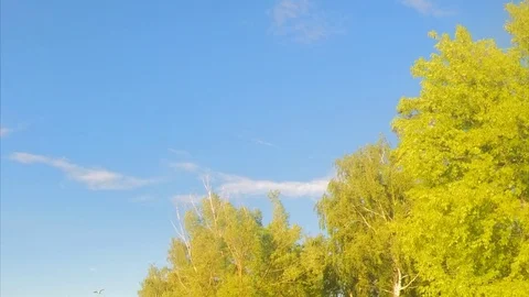 Trees and sky on summer day timelapse Stock Footage 79808270