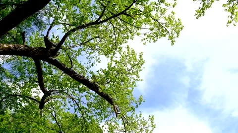 Trees and sky swaying in the wind, the season of fresh greenery, looking up Stock Footage 328301191
