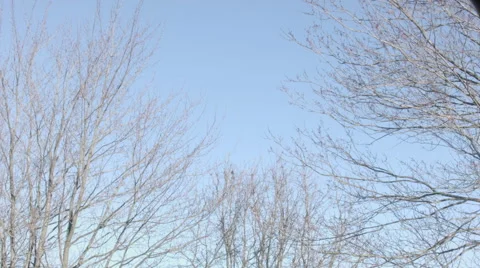Trees and Sky Time-lapse 库存影片 46485792