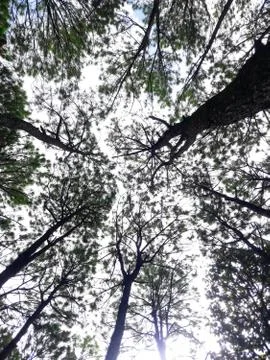 Trees and sky, trees in the forest Stock Photos