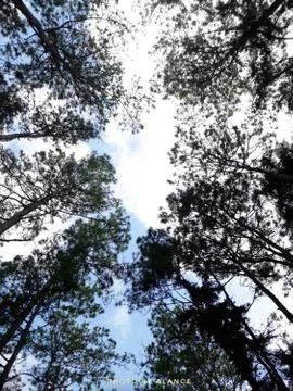 Trees and sky, trees in the forest Stock Photos